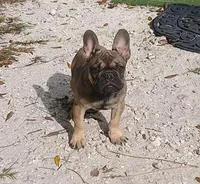 Fawn male, a male French Bulldog for sale in Miami, FL – Photo 1 of 4