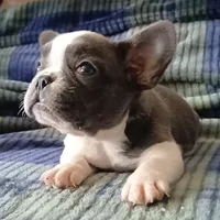 Blue pied, a female French Bulldog for sale in Miami, FL – Photo 3 of 3