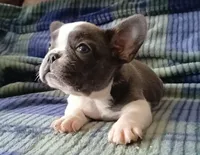 Blue pied, a female French Bulldog for sale in Miami, FL – Photo 3 of 3