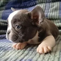 Blue pied, a female French Bulldog for sale in Miami, FL – Photo 2 of 3