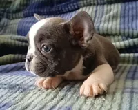 Blue pied, a female French Bulldog for sale in Miami, FL – Photo 2 of 3