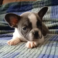 Blue pied, a female French Bulldog for sale in Miami, FL – Photo 1 of 3