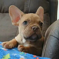 Garfield (pink carrier), a male French Bulldog for sale in Miami, FL – Photo 1 of 3