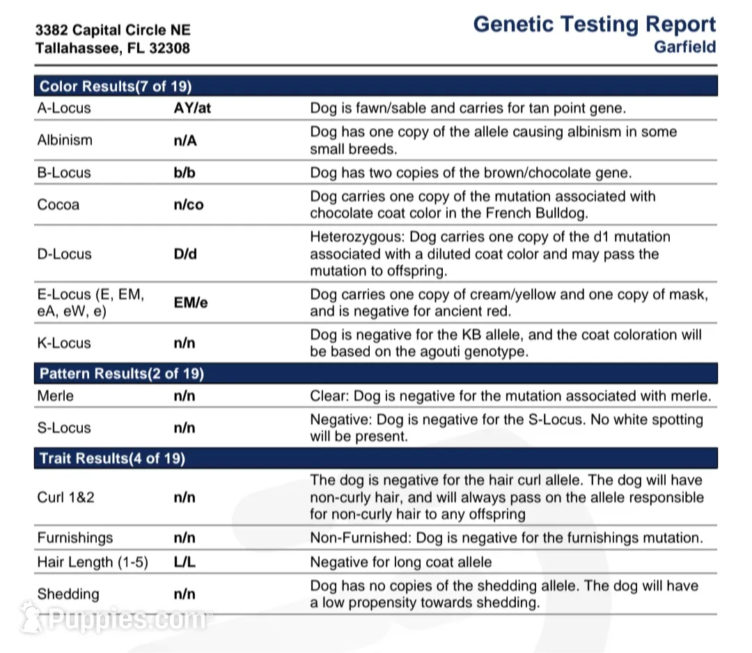 Garfield (pink carrier), a male French Bulldog for sale in Miami, FL – Photo 3 of 3