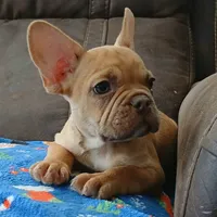 Garfield (pink carrier), a male French Bulldog for sale in Miami, FL – Photo 2 of 3