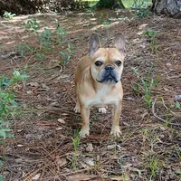 Chachi, a female French Bulldog for sale in Miami, FL – 1 of 1