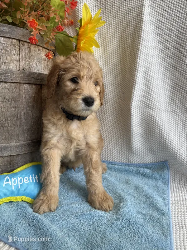 Navy Collar – Double Doodle puppy for sale in Florence, KY