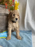 Navy Collar, a male Double Doodle for sale in Florence, KY – 1 of 1