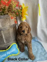 Black Collar, a male Double Doodle for sale in Florence, KY – 1 of 1