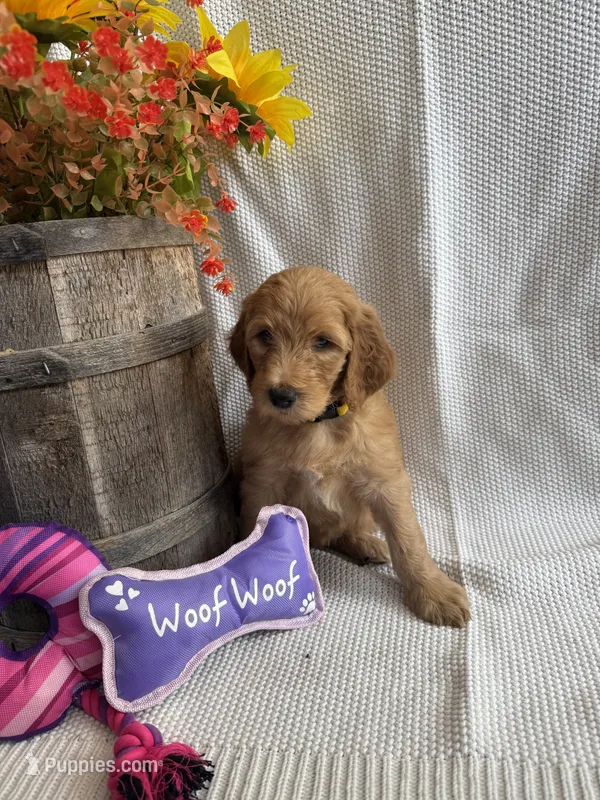Yellow Collar – Double Doodle puppy for sale in Florence, KY
