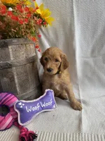 Yellow Collar, a female Double Doodle for sale in Florence, KY – 1 of 1