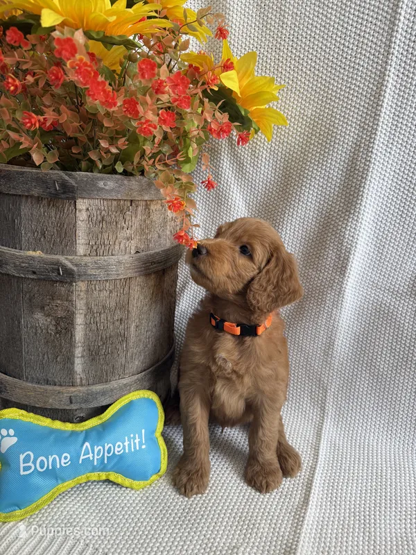 Orange Collar – Double Doodle puppy for sale in Florence, KY
