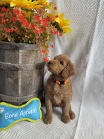 Orange Collar, a male Double Doodle for sale in Florence, KY – 1 of 1