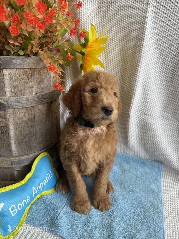 Dark Green Collar – Double Doodle puppy for sale in Florence, KY