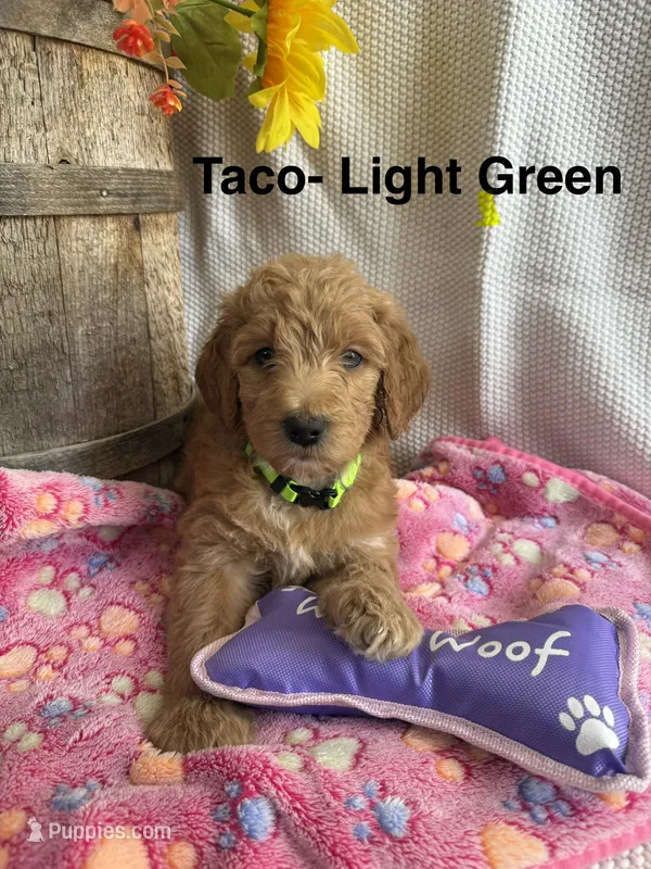 Light Green Collar – Double Doodle puppy for sale in Florence, KY