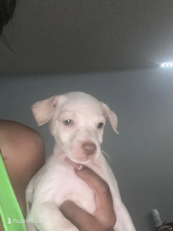 Pug – Jack Russell Terrier, Chihuahua puppy for sale in Loma Linda, CA