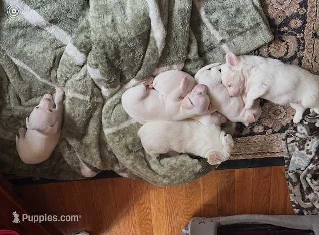 Pup – Chihuahua puppy for sale in Lebanon, NJ