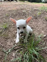 Pup, a female Chihuahua for sale in Lebanon, NJ – 2 of 4