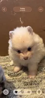 Girl, a female Pomeranian for sale in Swainsboro, GA – 2 of 2