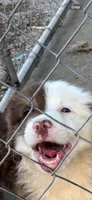 Aussie , a female Australian Shepherd for sale in Swainsboro, GA – 1 of 1