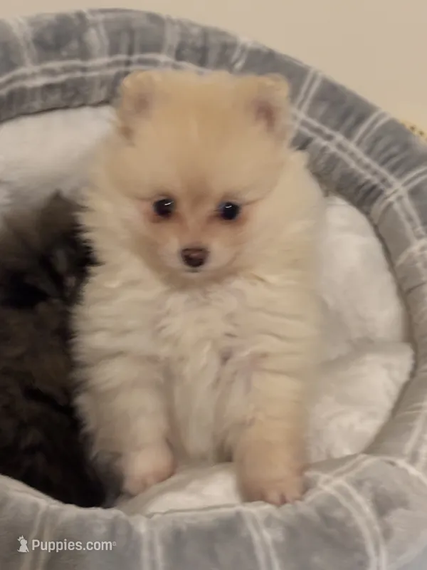 Girl – Pomeranian puppy for sale in Swainsboro, GA