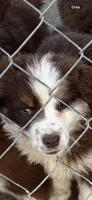 Aussie, a female Australian Shepherd for sale in Swainsboro, GA – 1 of 1