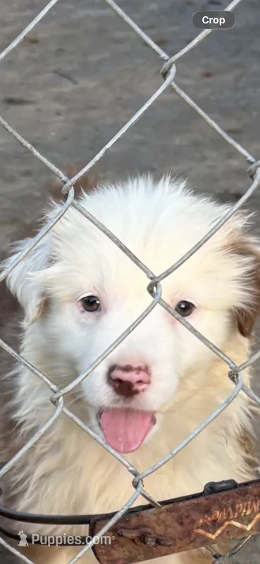 Aussie – Australian Shepherd puppy for sale in Swainsboro, GA