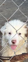 Aussie, a male Australian Shepherd for sale in Swainsboro, GA – 1 of 5