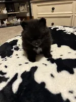 Male, a male Pomeranian for sale in Swainsboro, GA – Photo 2 of 5