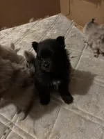 Male, a male Pomeranian for sale in Swainsboro, GA – Photo 3 of 5