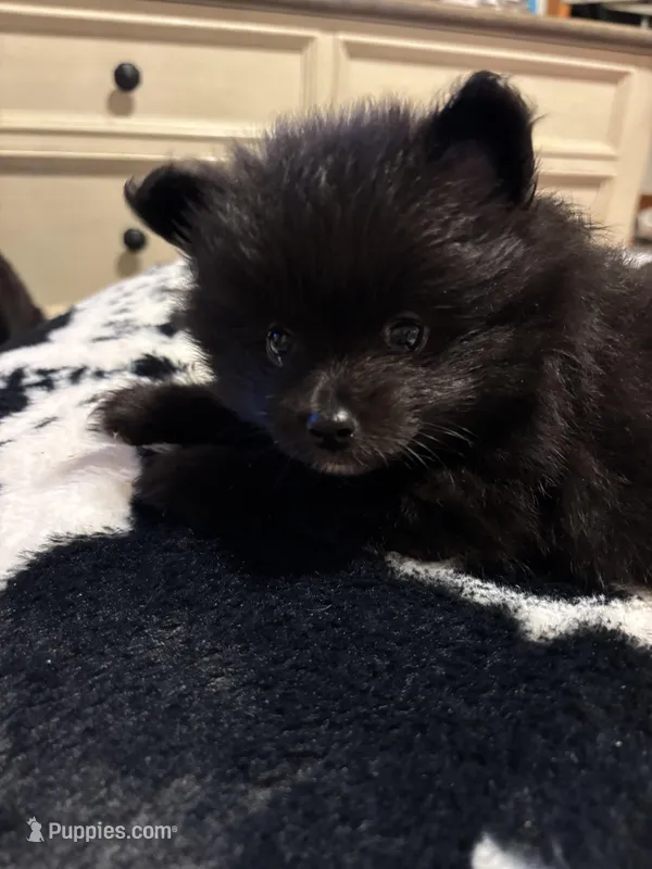 Male, a male Pomeranian for sale in Swainsboro, GA – Photo 1 of 5