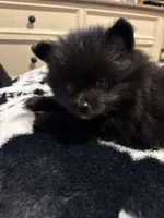Male, a male Pomeranian for sale in Swainsboro, GA – Photo 1 of 5