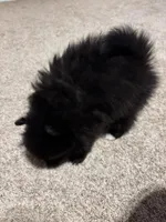 Male, a male Pomeranian for sale in Swainsboro, GA – Photo 5 of 5