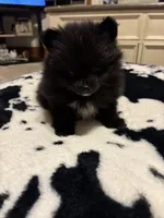 Male, a male Pomeranian for sale in Swainsboro, GA – Photo 4 of 5