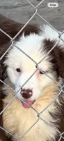 Aussie, a male Australian Shepherd for sale in Swainsboro, GA – 2 of 5
