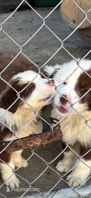 Aussie – Australian Shepherd puppy for sale in Swainsboro, GA