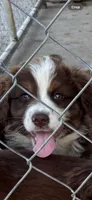 Aussie, a male Australian Shepherd for sale in Swainsboro, GA – 3 of 5