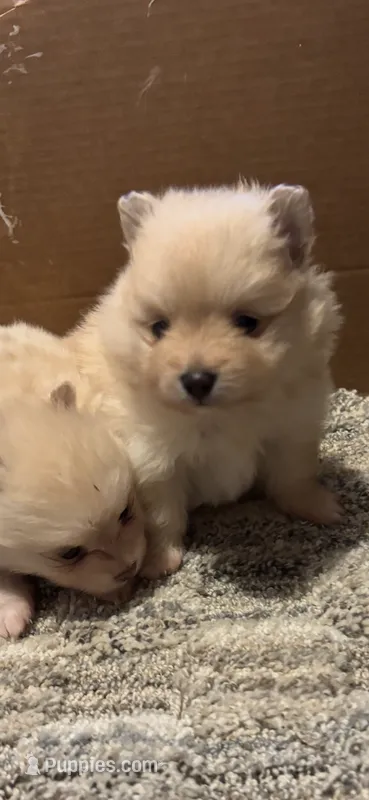 Girl – Pomeranian puppy for sale in Swainsboro, GA