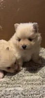 Girl, a female Pomeranian for sale in Swainsboro, GA – 1 of 2