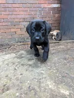 Malia, a female Labrador Retriever for sale in New York, NY – 2 of 4