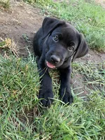 Malia, a female Labrador Retriever for sale in New York, NY – 4 of 4