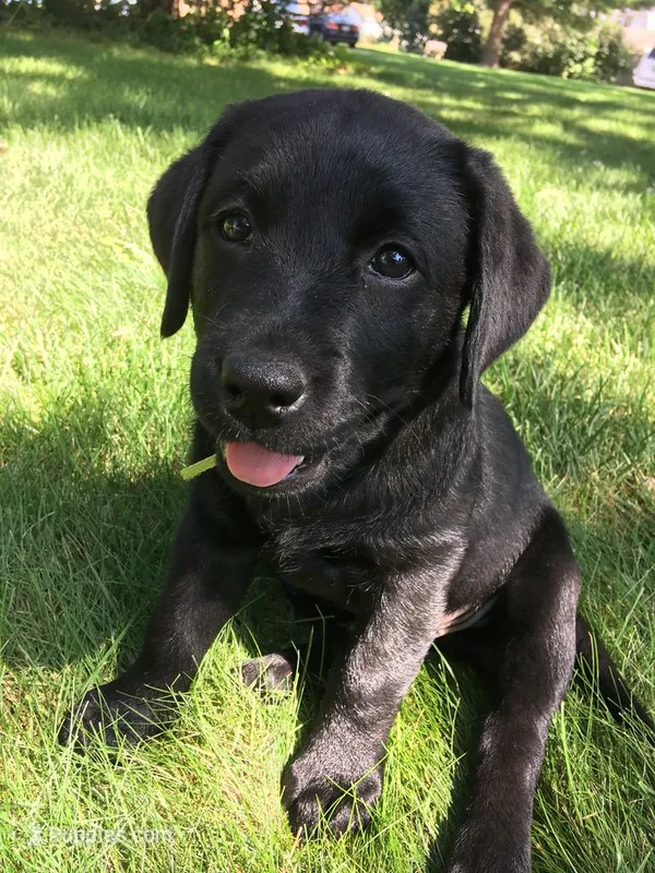 Malia – Labrador Retriever puppy for sale in New York, NY