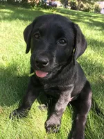 Malia, a female Labrador Retriever for sale in New York, NY – 1 of 4