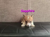 Sapphire , a female Pembroke Welsh Corgi for sale in Sacramento, CA – 2 of 2