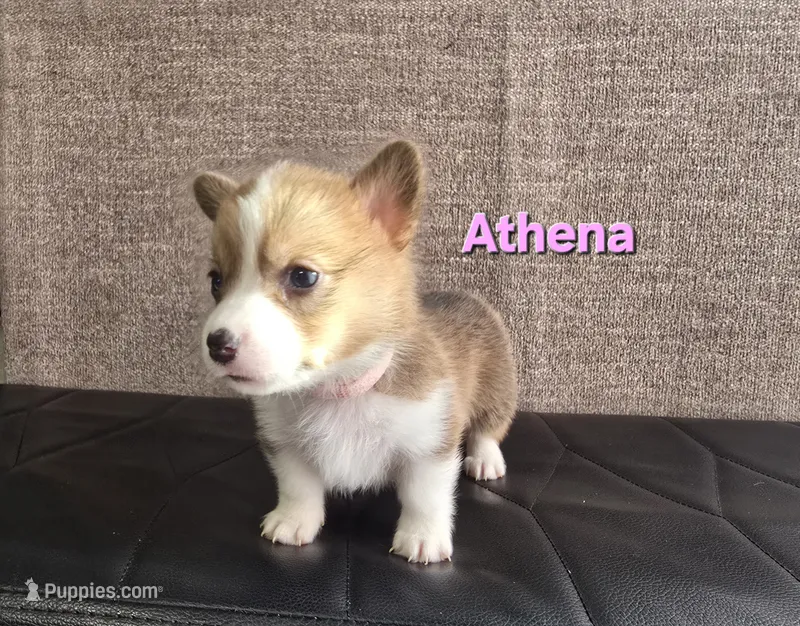 Athena – Pembroke Welsh Corgi puppy for sale in Sacramento, CA