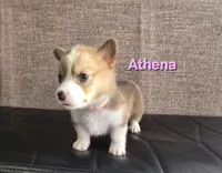 Athena, a female Pembroke Welsh Corgi for sale in Sacramento, CA – 1 of 2