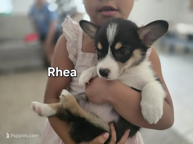 Rhea – Pembroke Welsh Corgi puppy for sale in Sacramento, CA