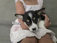Rhea, a female Pembroke Welsh Corgi for sale in Sacramento, CA – 4 of 6