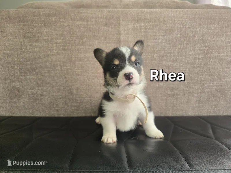Rhea – Pembroke Welsh Corgi puppy for sale in Sacramento, CA