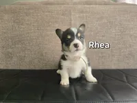 Rhea, a female Pembroke Welsh Corgi for sale in Sacramento, CA – 1 of 2